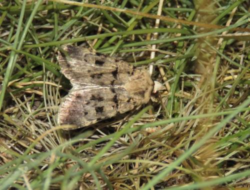 Réf. 329 925 : Chersotis andreae